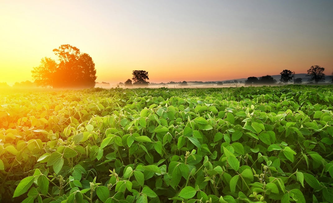 EMBRAPA SOJA LAVOURA clima tempo previsão APROSOJA