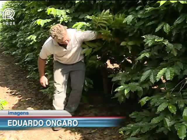 Saiba como garantir a qualidade da safra de café