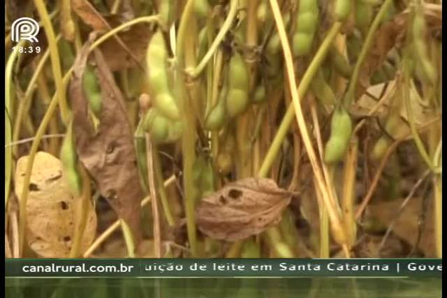 MS: chuvas chegam e trazem alívio aos produtores