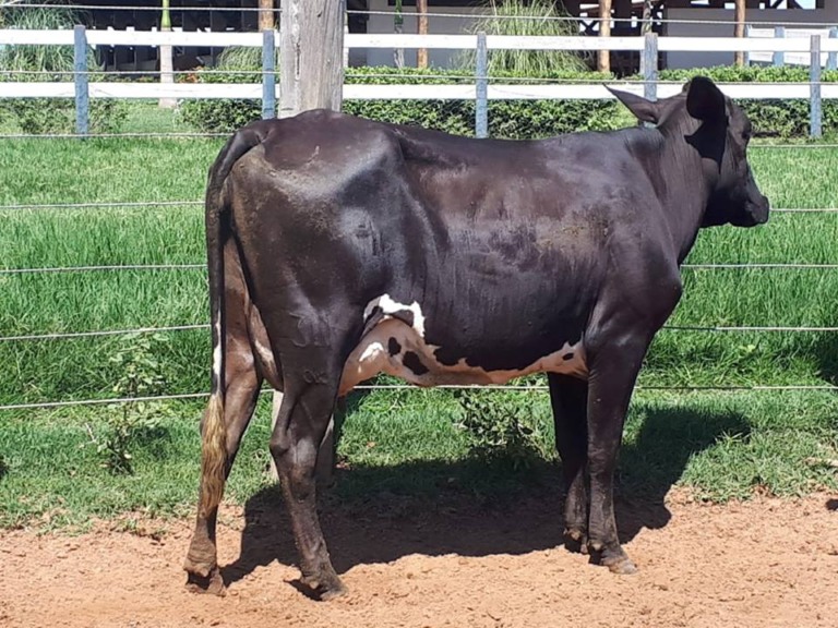 vaca
