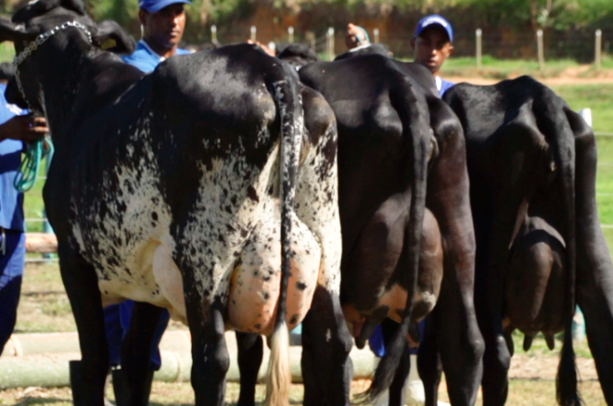 Foto: Fazenda do Basa/Divulgação