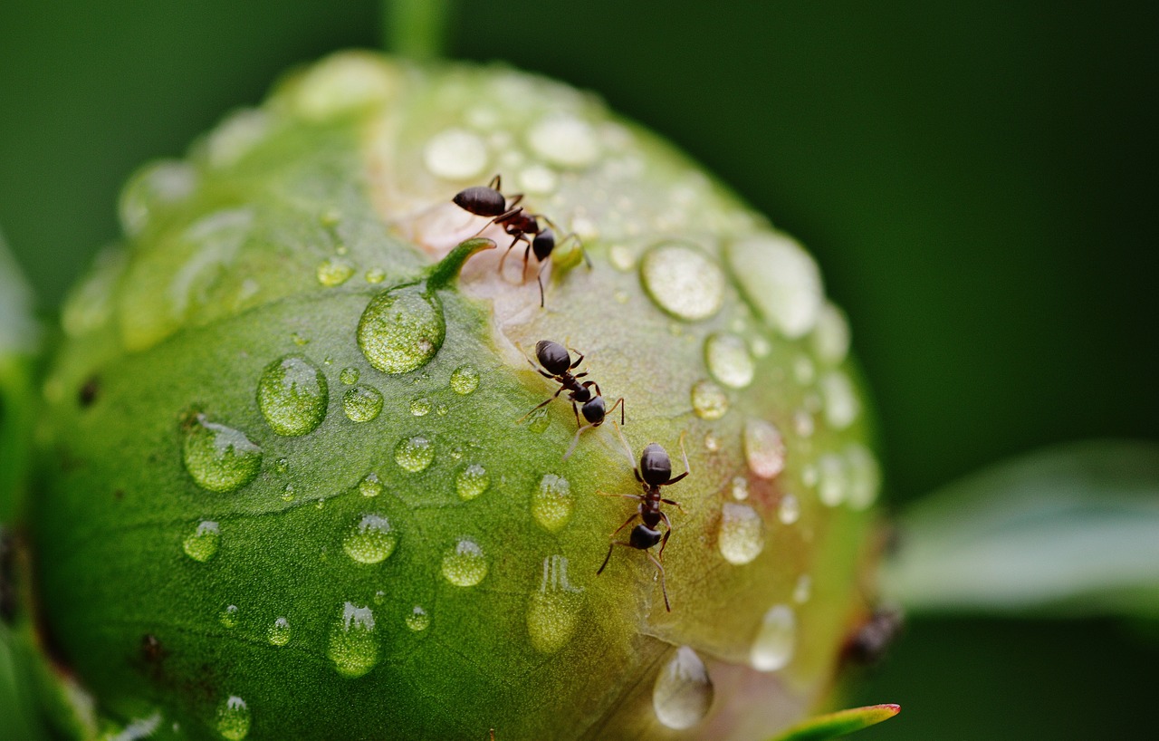 formiga água chuva, previsão do tempo