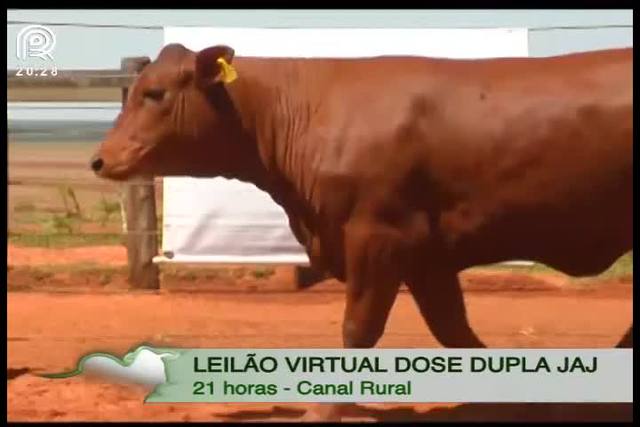 Canal Rural exibe leilão JAJ Estação de Monta