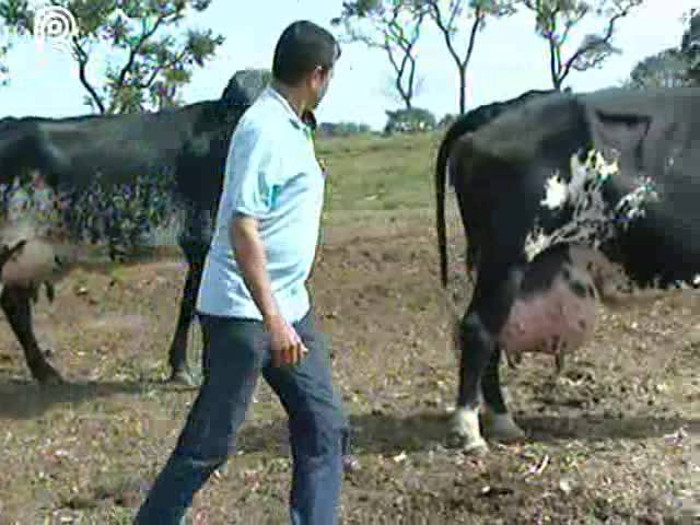 Com preços em alta, produção leiteira cai em MG