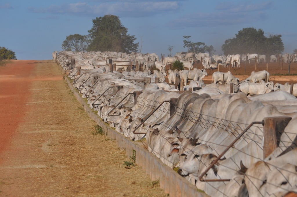 boi gordo, pecuária, confinamento, alimentação animal, ração