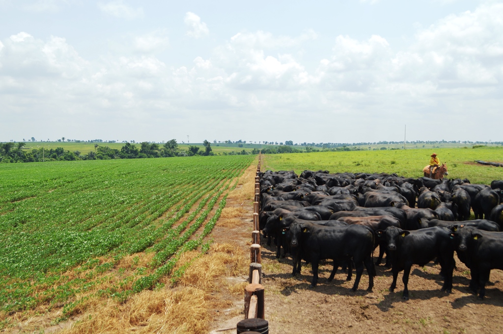 agropecuária