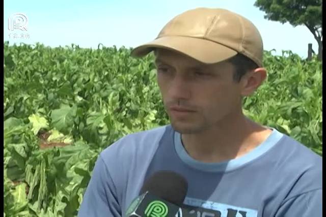 Granizo gera prejuízo a produtores de fumo no Rio Grande do Sul