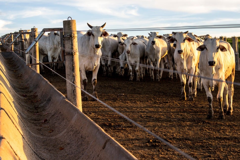 Rebanho bovino baiano, maior do Nordeste, cabeças de gado, carne, Bahia