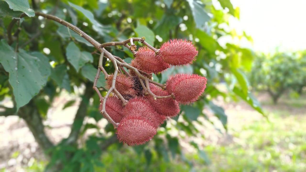 Urucum é alternativa para diversificar produção e aumentar renda