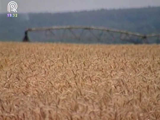 Mesmo com a safra colhida, brusone provoca prejuízos aos produtores de trigo do Centro-Oeste