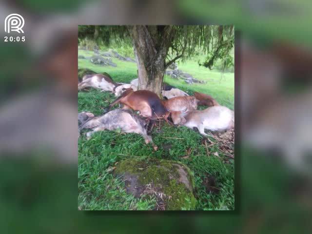 Vacas morrem eletrocutadas em Santa Catarina