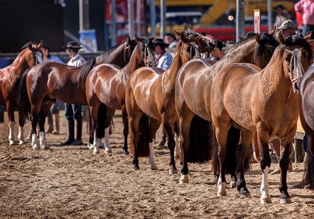 cavalos crioulos no Freio de Ouro