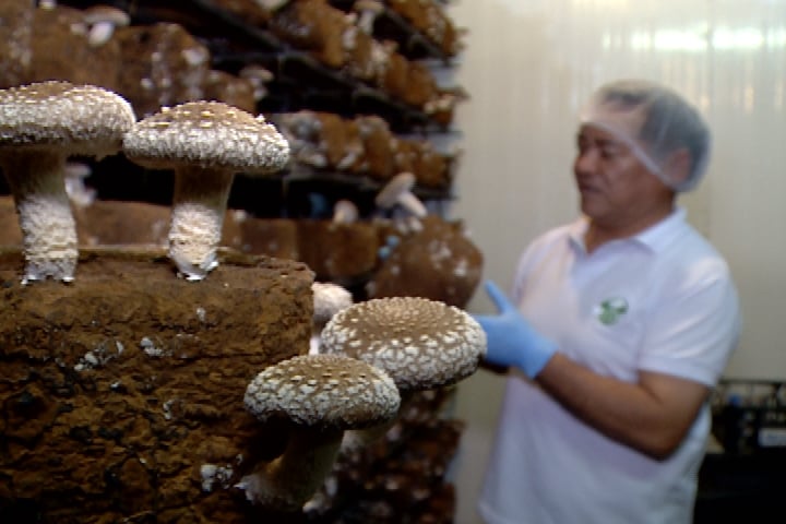 cogumelo shitake produzido em bloco de madeira