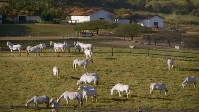 Documentário: a paixão pelo Mangalarga Marchador