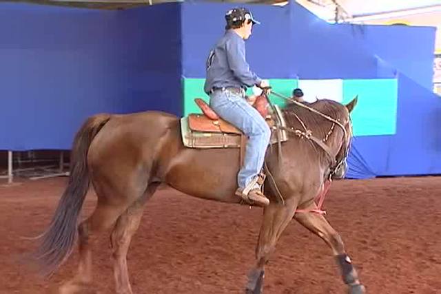 Nutrição: aprenda a cuidar de cavalos competidores