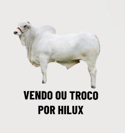 aumento da carne bovina meme - boi nelore que pode ser trocado por picape hillux