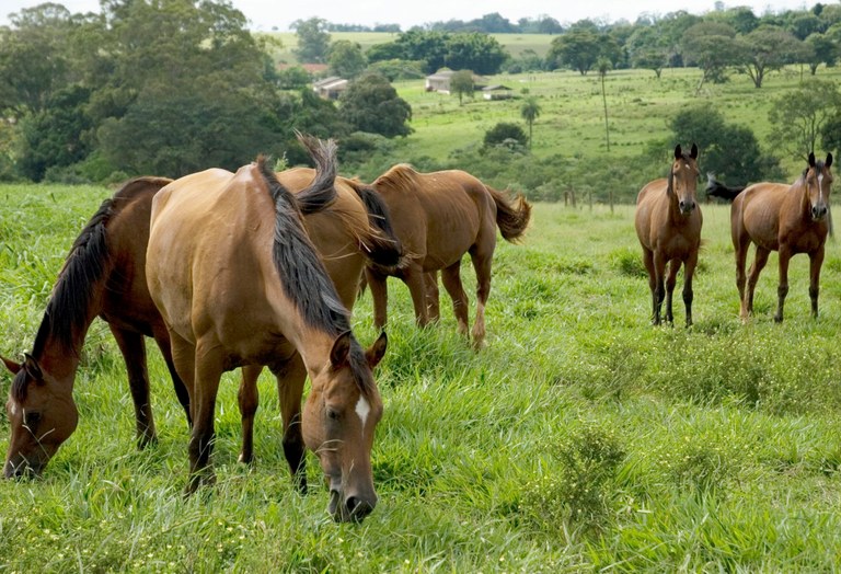 Foto: Ministério da Agricultura