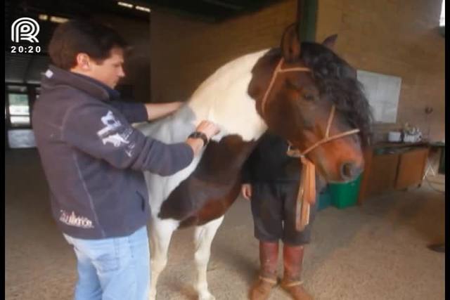 Freio de Ouro: como veterinários preparam cavalos