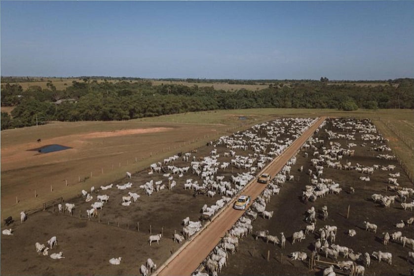 Projeto Nação Agro: entenda como funciona um boitel