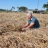 Controle do mofo-branco e aumento da renda: solução biológica traz estabilidade aos produtores de tabaco