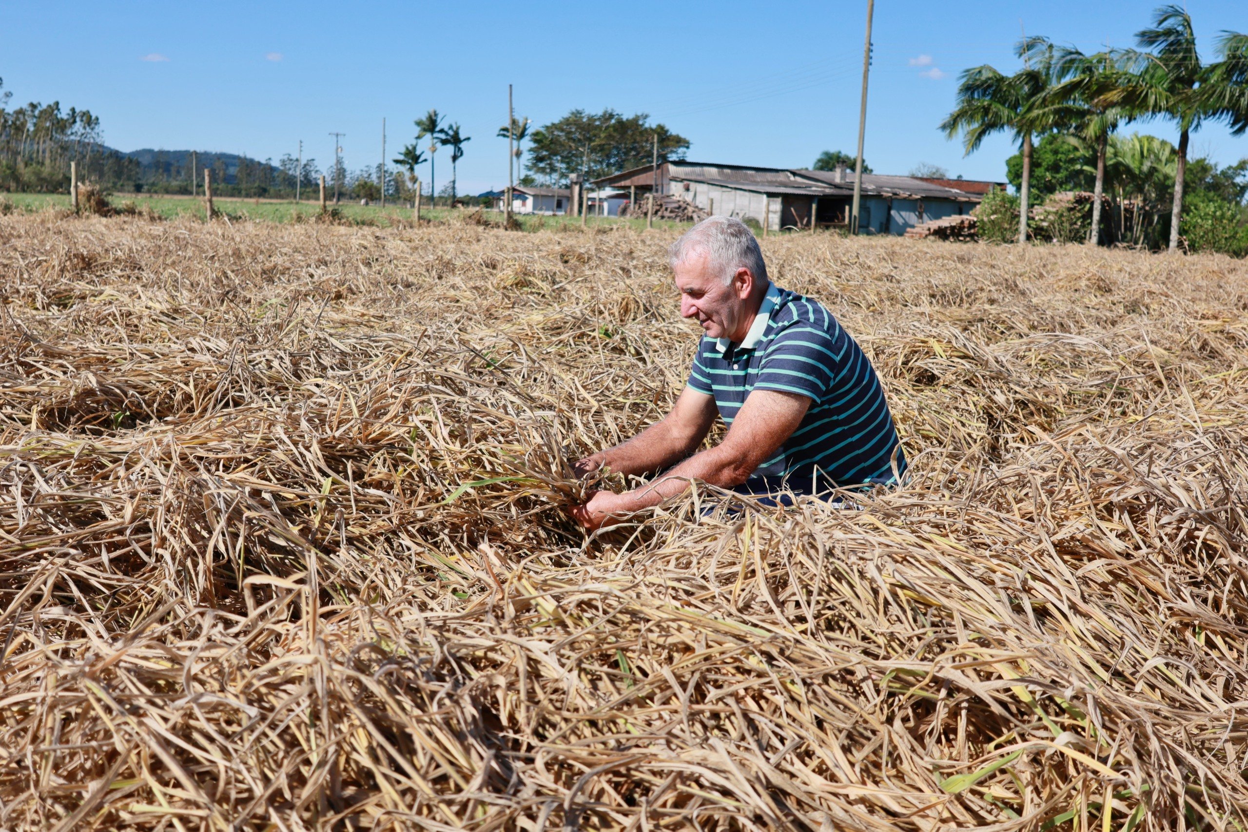 Controle do mofo-branco e aumento da renda: solução biológica traz estabilidade aos produtores de tabaco