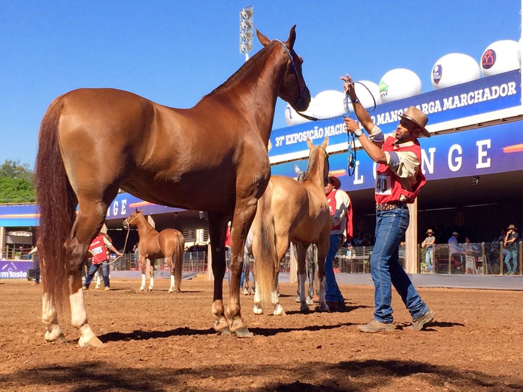 Foto: Sara Goldschmidt/Canal Rural