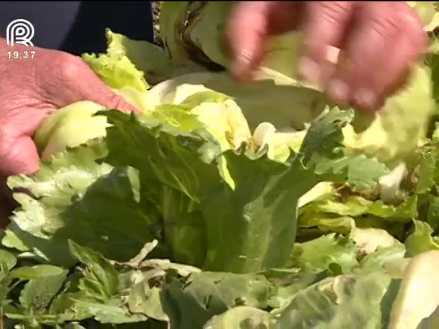 Preço no atacado de verduras deve subir em 2017