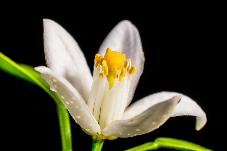 flor de laranjeira