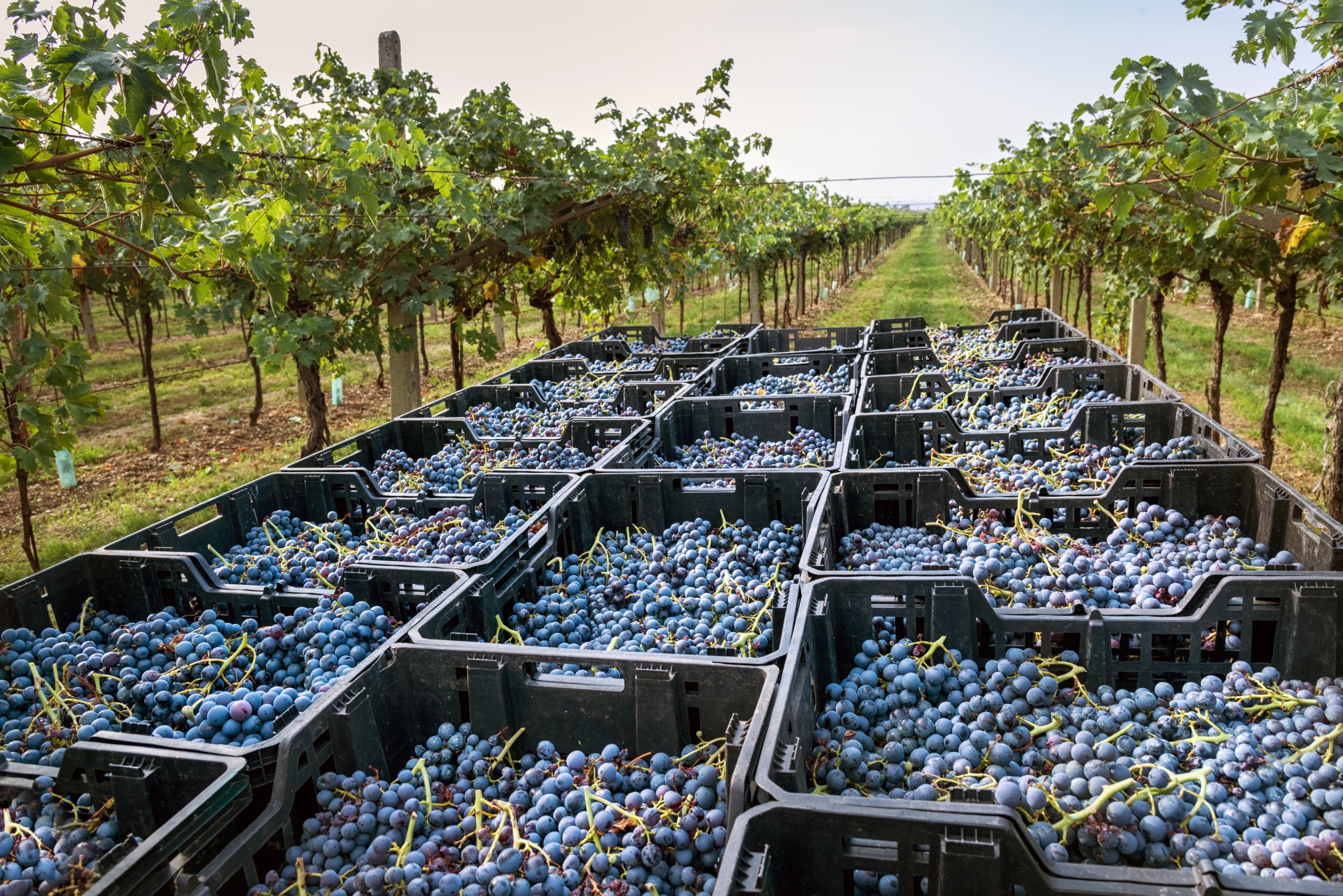 caixas com uvas colhidas em vinhedo