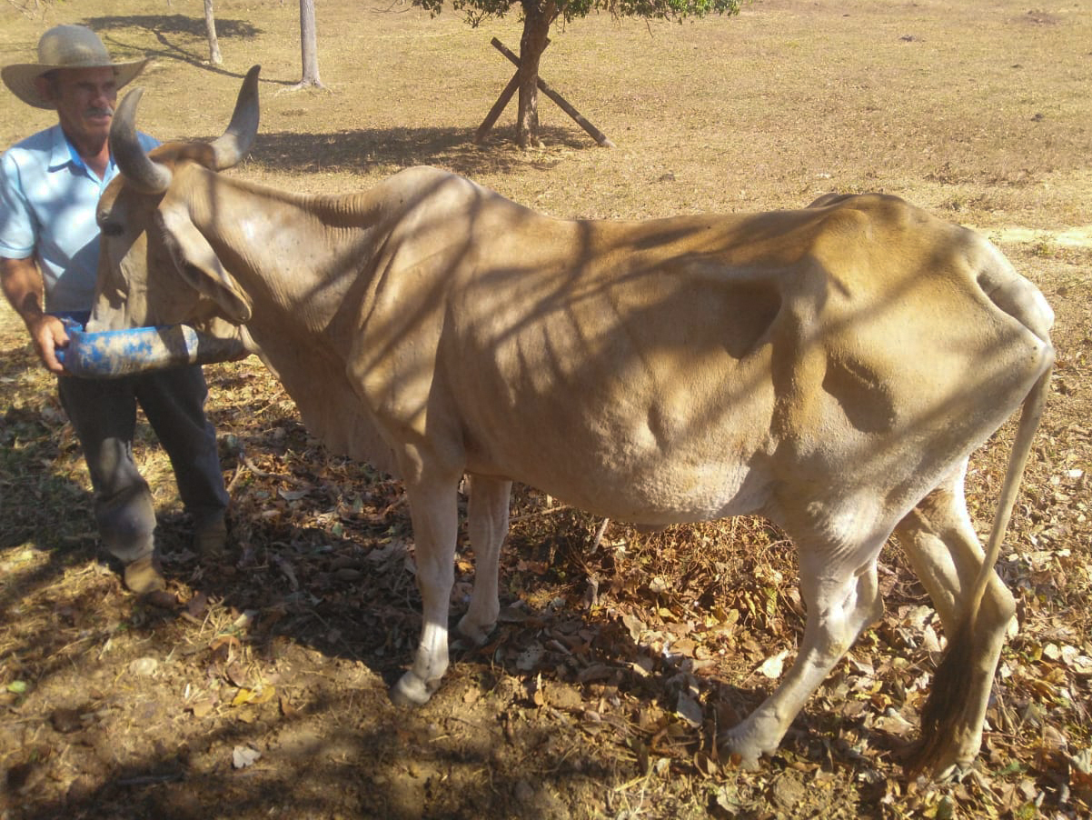 Vaca mimosa emagreceu com a seca que tem matado animais