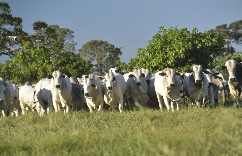 bois zebu no pasto, arroba do boi gordo, carne bovina