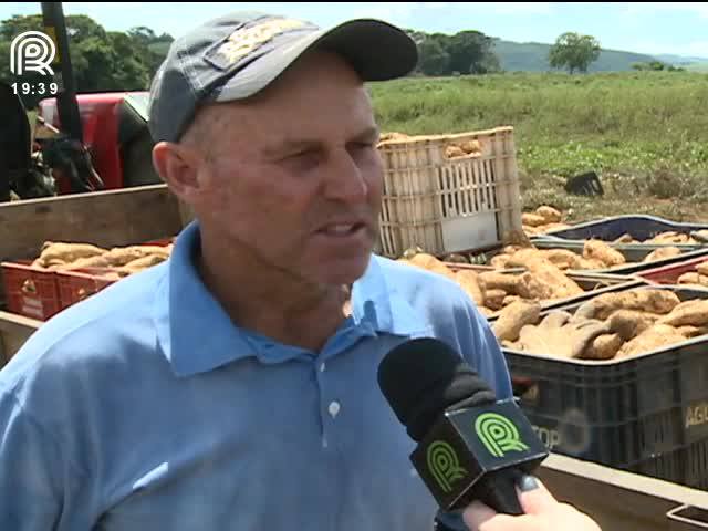 Batata-doce é rentável e produção tem baixo custo