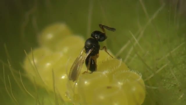 A vespinha Telenomus podisi