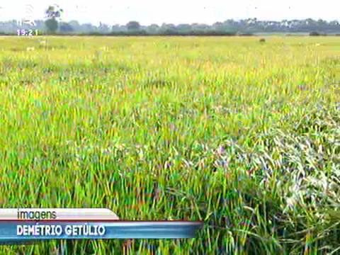 Arroz: produtor tem dificuldade para pagar dívidas