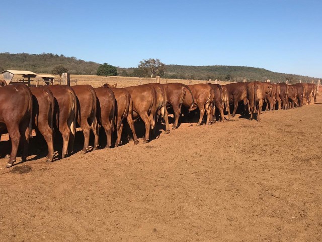 Foto: Giongo Senepol/divulgação