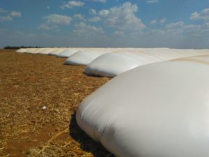 Foto: Pedro Silvestre/Canal Rural