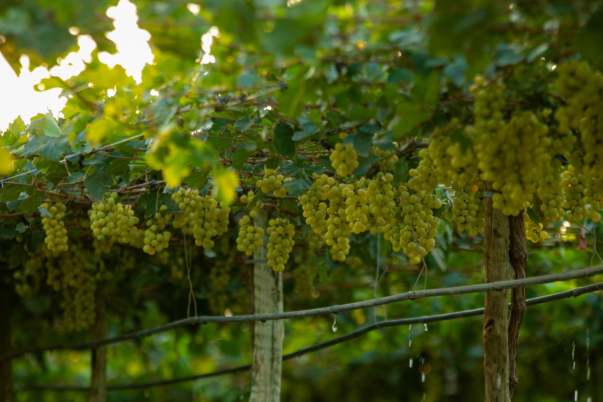 Produção de uva é destaque na fruticultura baiana (Foto: Agência Marca Comunicação)