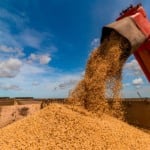 Produção de grãos na Bahia