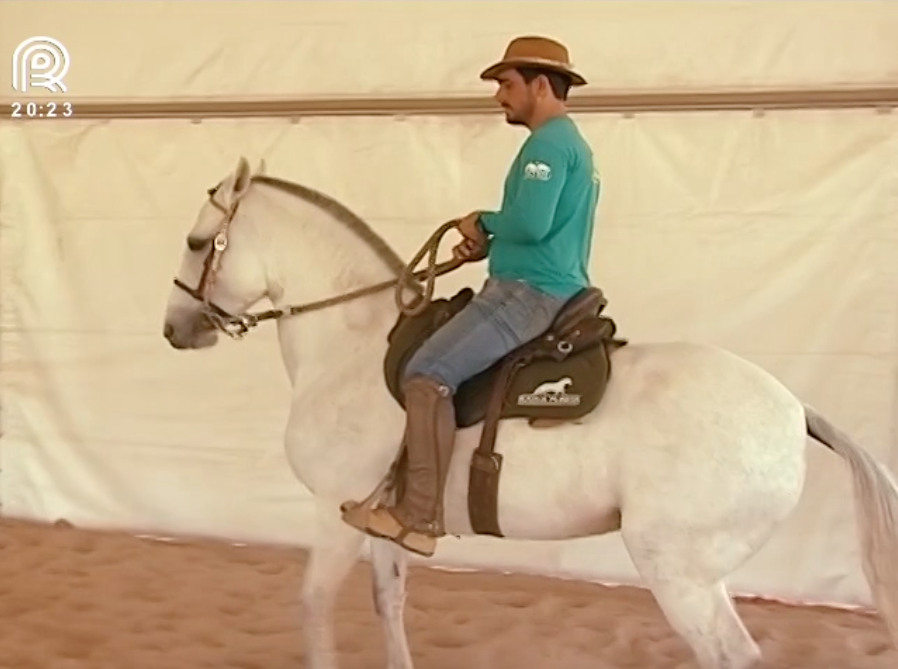 Mangalarga marchador: exposição apresenta cuidados com equinos