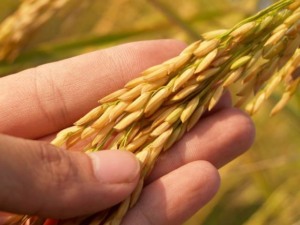 Mão segurando arroz