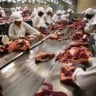 frigoríficos, unidade frigorífica, planta, carne bovina, boi, autocontrole