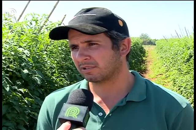 Tomate: preço anima produtores do interior de SP