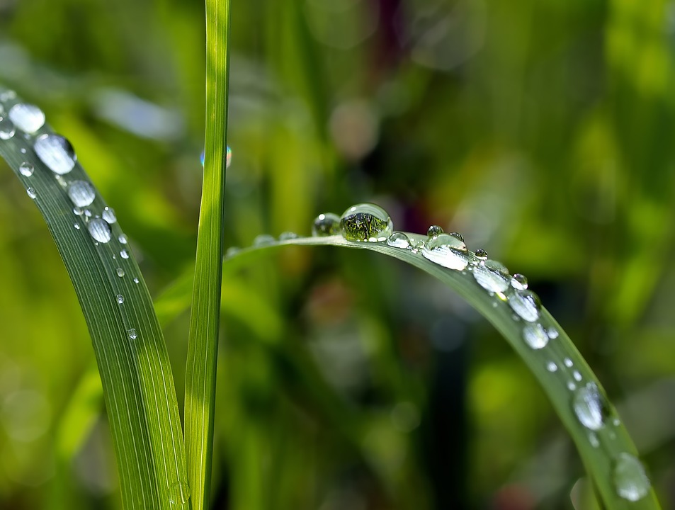 folha com gota de chuva escorrendo