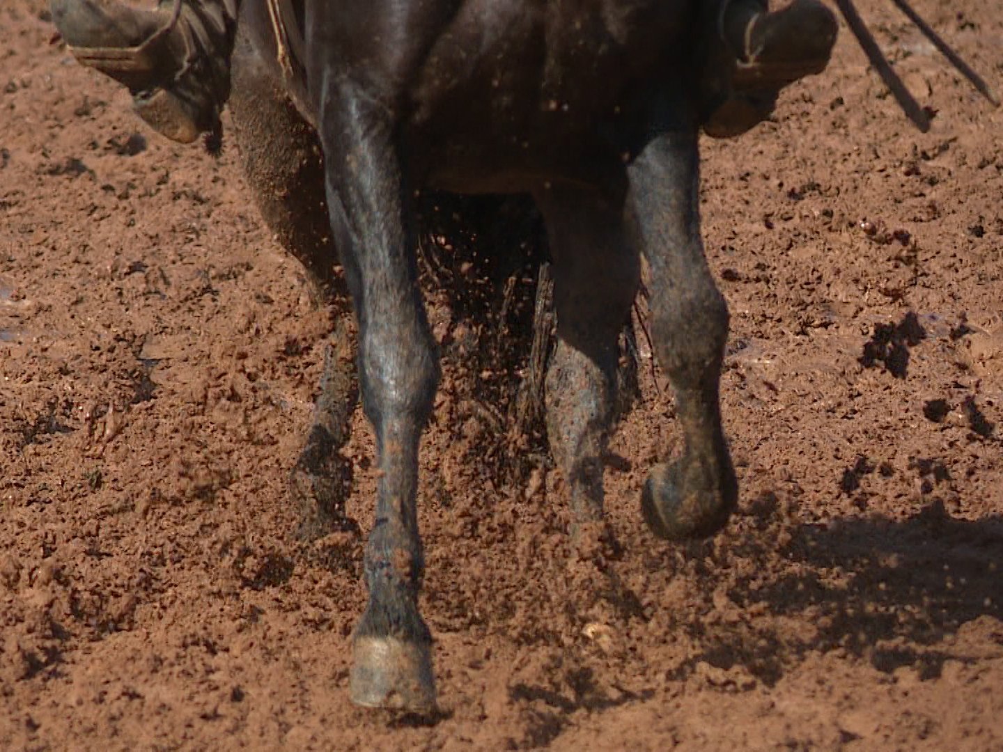 cavalo crioulo durante esbarrada no Freio de Ouro