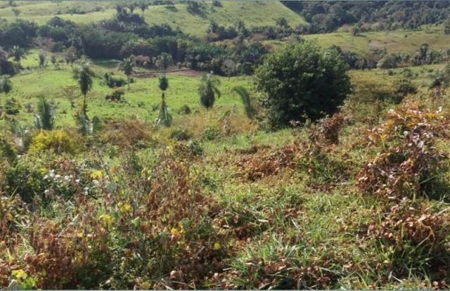 Você viu? saiba qual o primeiro passo para intensificar o uso de pastagens