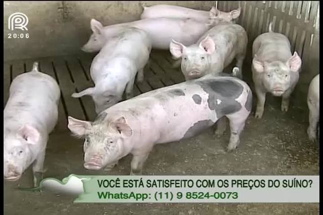 Saiba como fica o mercado de suínos neste mês