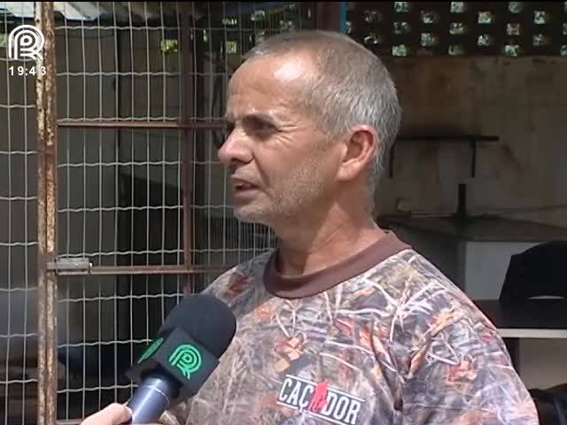 Javali: saiba como é treinado um cão de caça