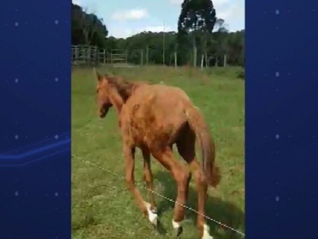 Veterinário salva potrinha da eutanásia com técnica comum em cães e gatos