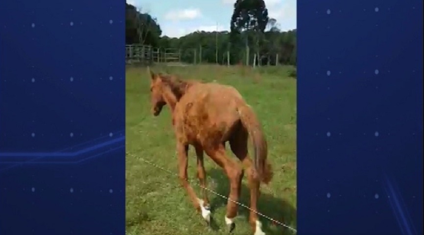 Veterinário salva potrinha da eutanásia com técnica comum em cães e gatos