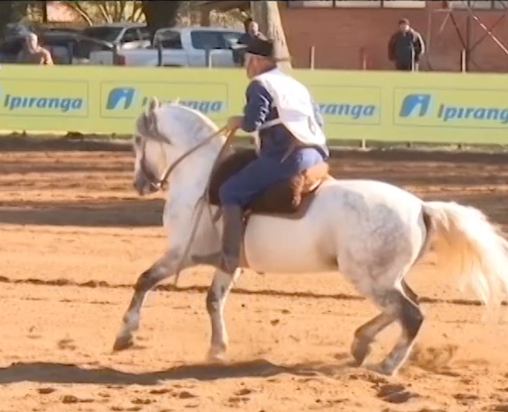 Cavalo crioulo: Freio de Ouro elege mais oito classificados no RS